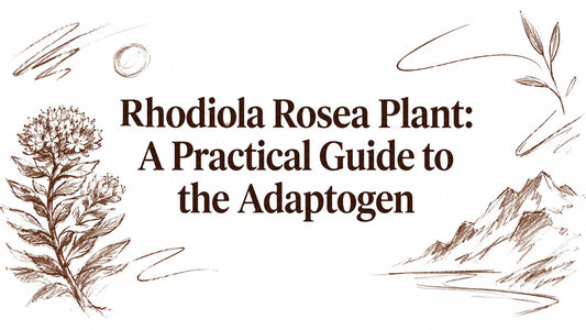 Rhodiola Rosea Plant: A Practical Guide to the Adaptogen