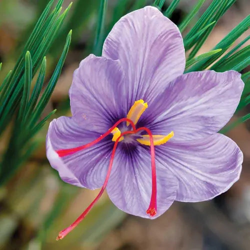 Saffron Extract 30 mg