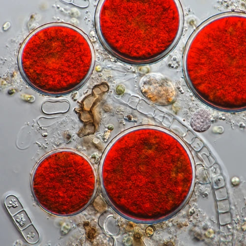 Astaxanthin 12 mg